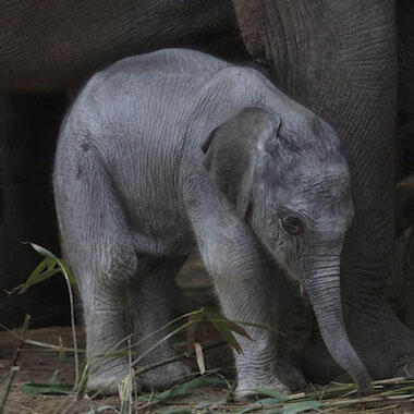 Dublin zoo baby elephant 