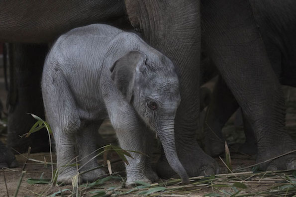 Baby elephant at Dublin Zoo