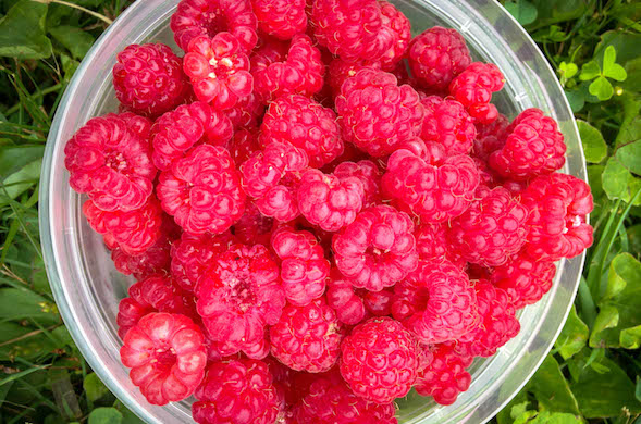 close up shot of raspberries bristol food connection festival the bristol harbourside hotel the doyle collection 