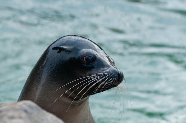 A seal in Dublin Zoo, close to The Croke Park hotel in Dublin.