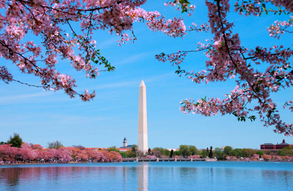 Cherry Blossoms in Washington DC