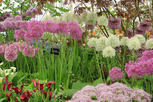 The royal horticultural society chelsea flower show with the kensington hotel and the doyle collection and the k bar new cocktail