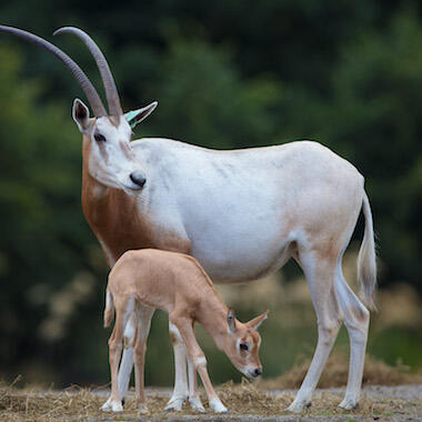 An Oryx has been born at Dublin Zoo