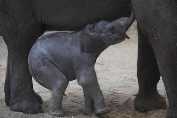 Baby elephant at Dublin Zoo 2018