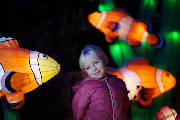 Dublin Zoo at night - Wild Lights 2018