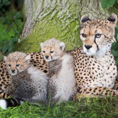 There are hundreds of rare and exotic animals at Fota Wildlife Park, the perfect partner to a stay at The River Lee hotel in Cork. 