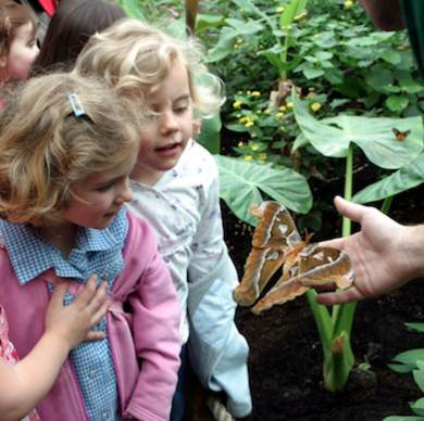 Children looking at butterfly