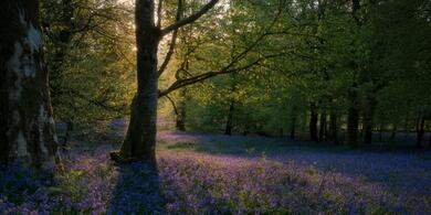 Bluebells in a wooded area