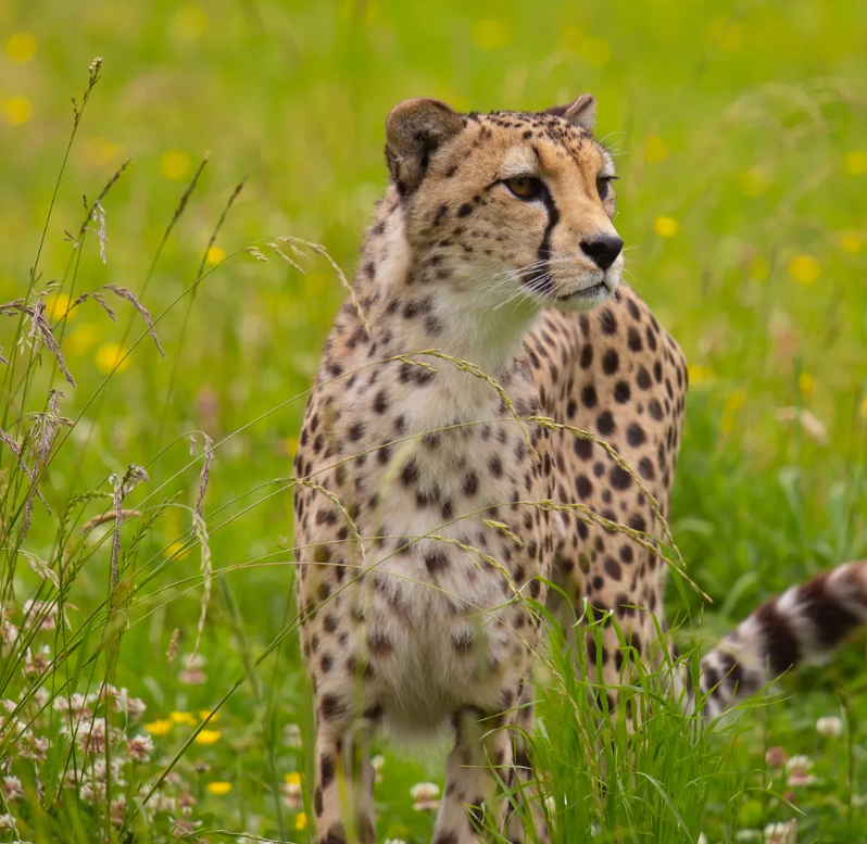 Leopard resting in the grass at Bristol Zoo.