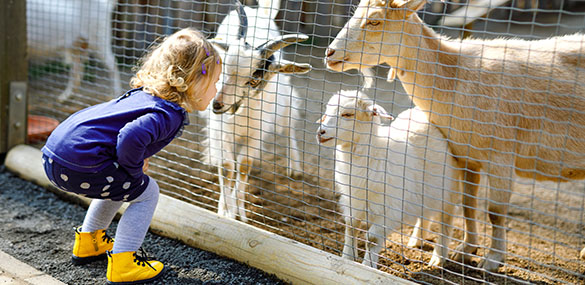 Child with goats 585 x 285