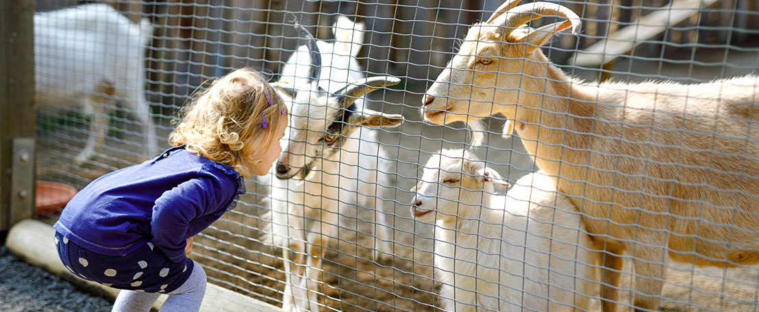 A little girls watching goats