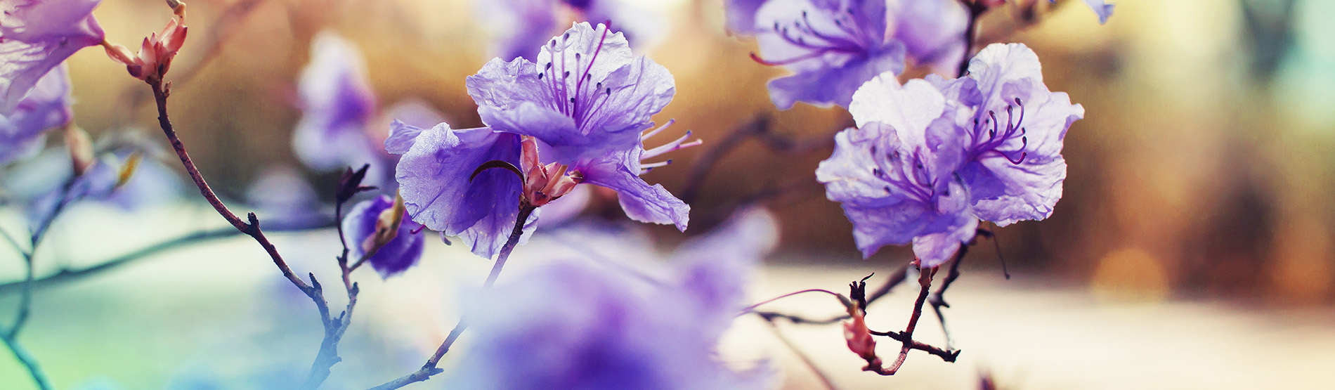 Purple Spring flowers