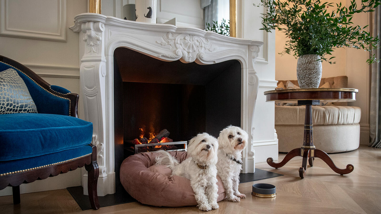 two dogs sitting in front of the fire