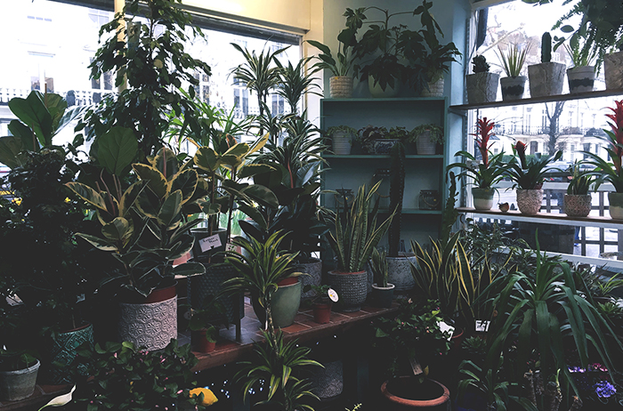 Shop with plants 