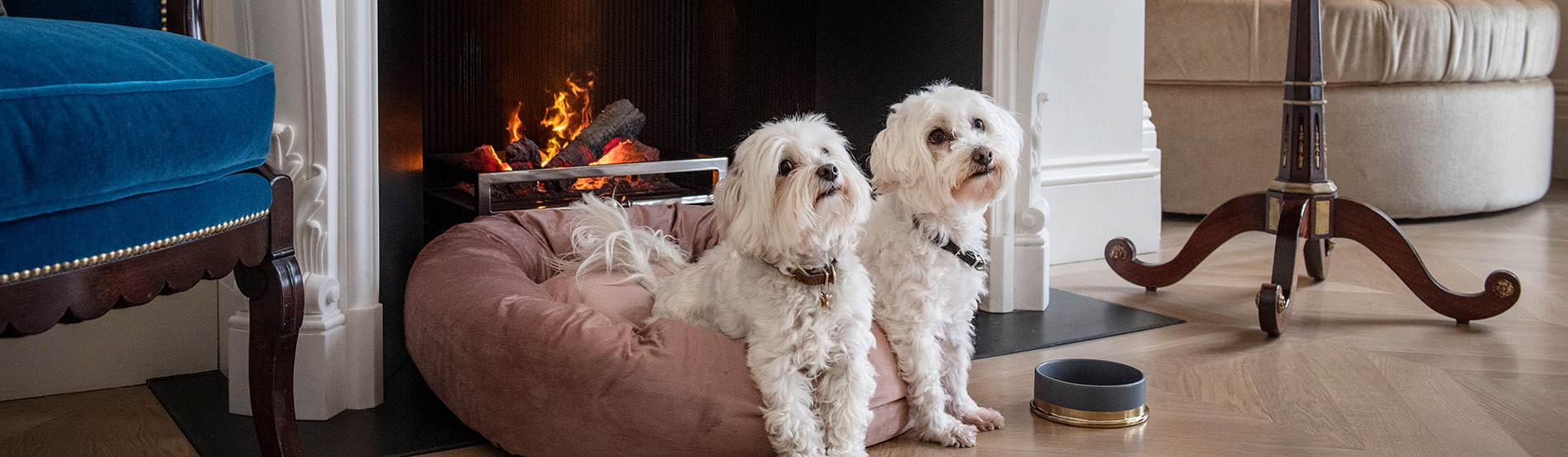 Dogs lying by the fire at the Marylebone
