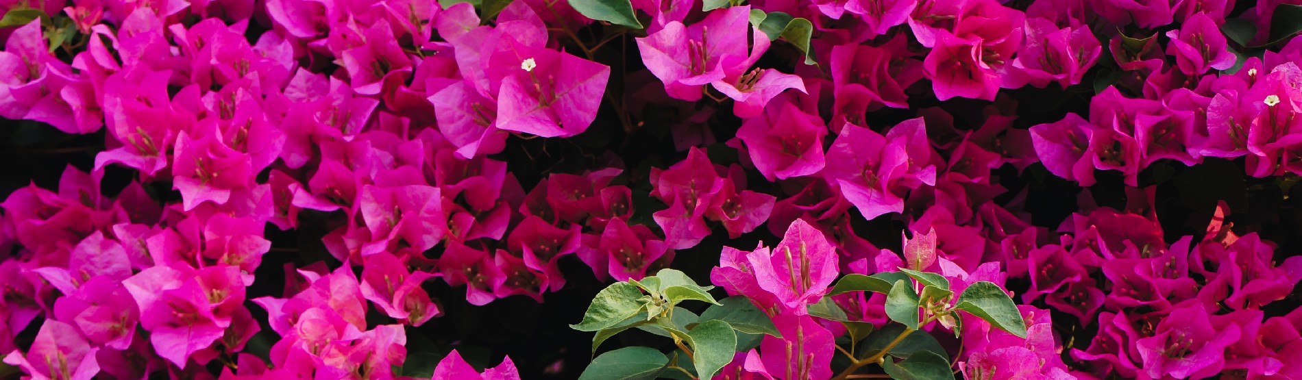 bougainvillea with Magenta flowers
