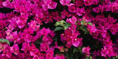 bougainvillea with Magenta flowers