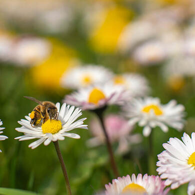A bee lands on a daisy