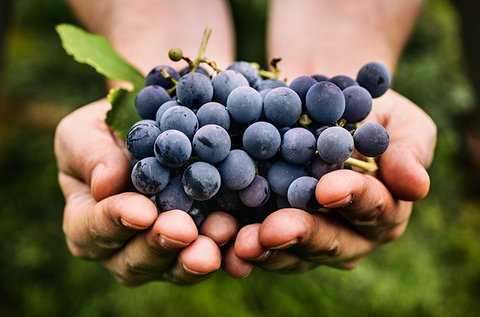 Bunch of black grapes in the palms of two hands