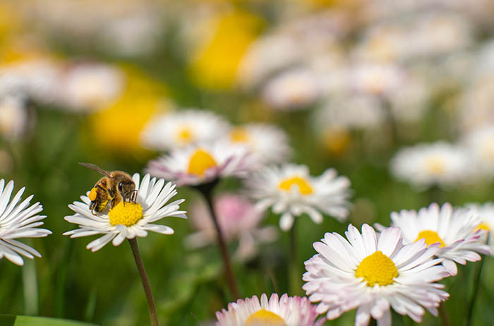 A honey bee sitting on a daisy